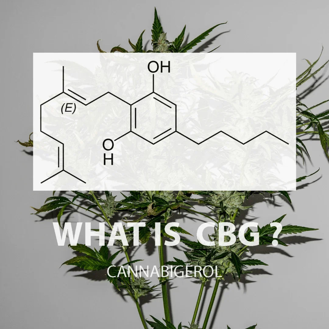 Exploring Cannabigerol (CBG): The Mother of Cannabinoids