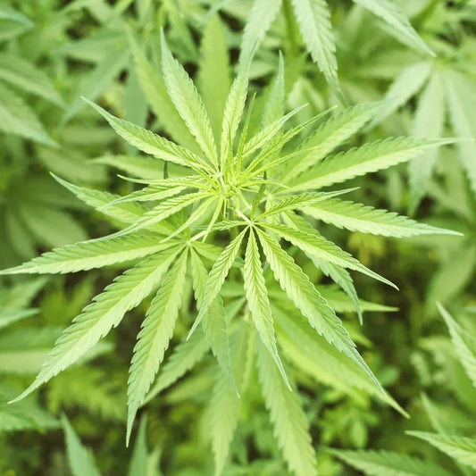 DEA takes steps to declassify cannabis